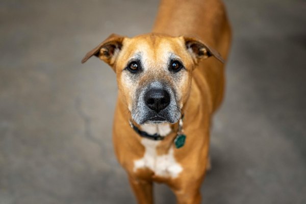 Animalrescueorganization