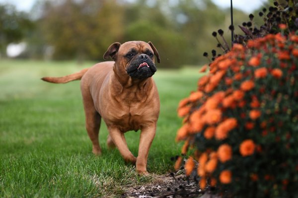 How can you prevent a Mastiff from becoming aggressive toward other dogs?
