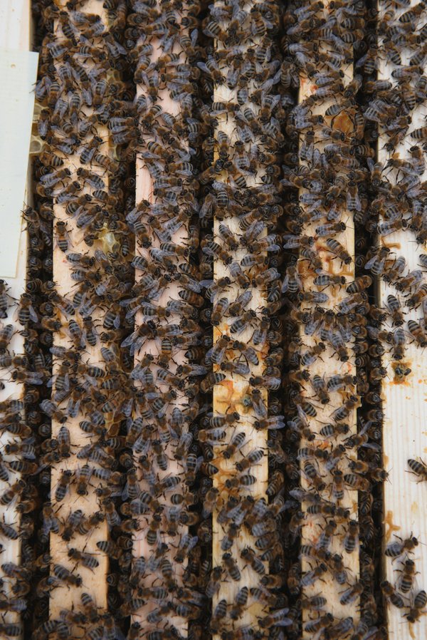 How can you safely remove a bee nest from your UK home without harming the bees?